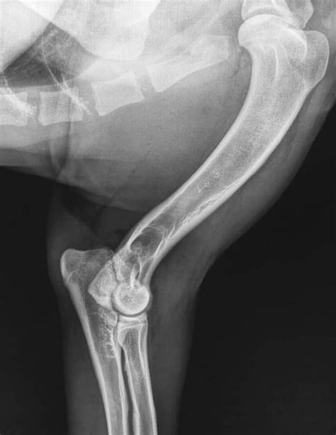 Elbow Dysplasia in Dogs: Diagnosing & Treating Joint Disorder | Dog ...