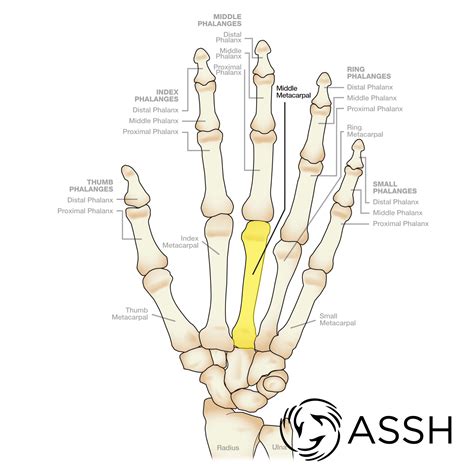 Body Anatomy: Upper Extremity Bones | The Hand Society