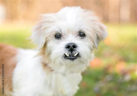 A small scruffy mixed breed dog with an underbite (malocclusion) Stock ...