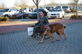 Dog Carting and Draft Training - Whole Dog Journal