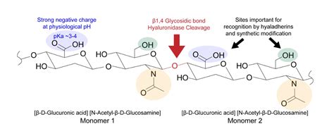 Hyaluronic Acid Structure | Lifespan.io