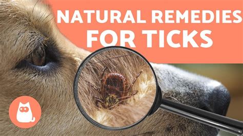 Preventing and Removing TICKS in DOGS 🕷️ 4 NATURAL REMEDIES – Pet News Live