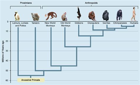 Primate Evolution – The Creative Spark by Agustín Fuentes