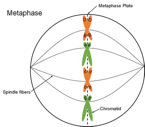 Mitosis Metaphase Diagram