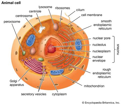 Section 3: Eukaryotic Cell Structure | Nitty Gritty Science