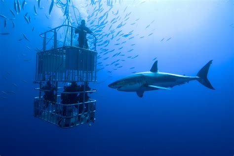 Shark cage diving: adventure, controversy and conservation