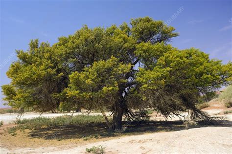 Camel thorn tree (Acacia erioloba) - Stock Image - C002/4551 - Science ...