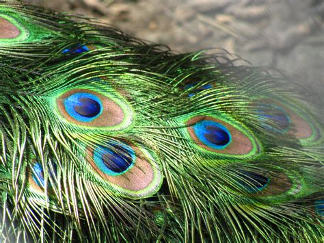 Great Ideas for the Busy Little Bride: Peacock Feathers - For Your Wedding