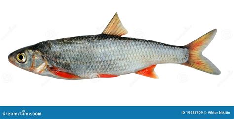 √ Coregonus Lavaretus Baicalensis | Fischlexikon