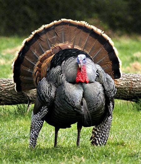 DREAM ACT - TEXAS: The Poor Turkey - and the Poor Fat Diabetic American