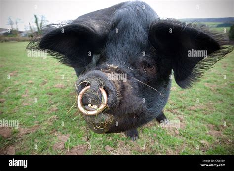 Cerdo de orejas grandes fotografías e imágenes de alta resolución - Alamy