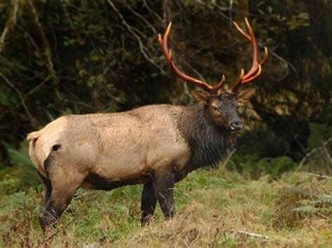 Wildlife - REDWOOD NATIONAL& STATE PARKS