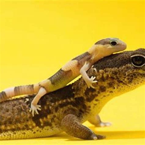 How do lizards protect themselves? - DIY Seattle