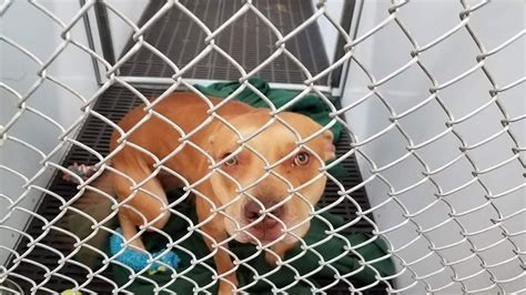 Petition · Hold Cheyenne Animal Shelter Responsible - United States ...