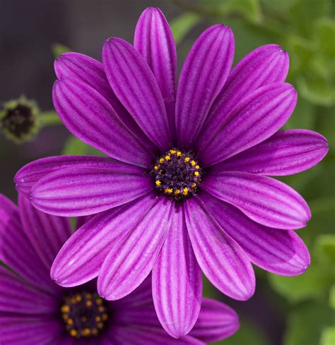 Free Purple Flowers, Download Free Purple Flowers png images, Free ...