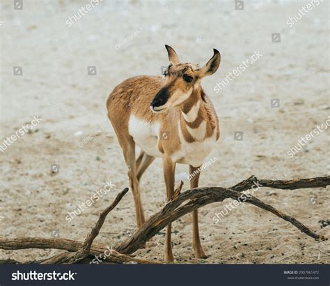 Zoo Animals Their Habitat Stock Photo 2007961472 | Shutterstock