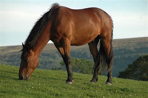 Cleveland Bay Horse Breed Information and Pictures - PetGuide | PetGuide