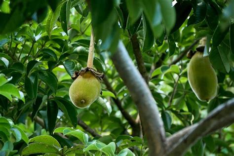 Baobab Oil Benefits For Skin - My Top Home Remedies and Natural Cures