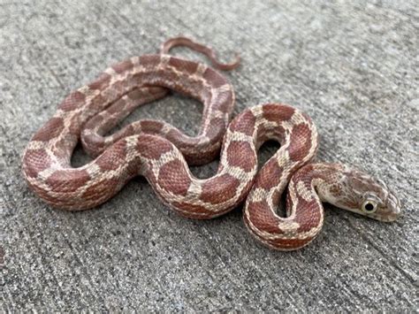 Leucistic Red Eye Texas Rat Snakes for sale | Snakes at Sunset