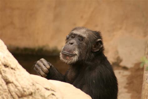 Fuengirola Zoo | Day trip to the zoo in Fuengirola, Malaga, … | Steve ...