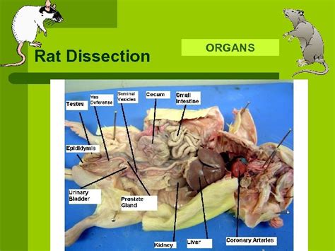 Structures And Organs Of Dissection Rat