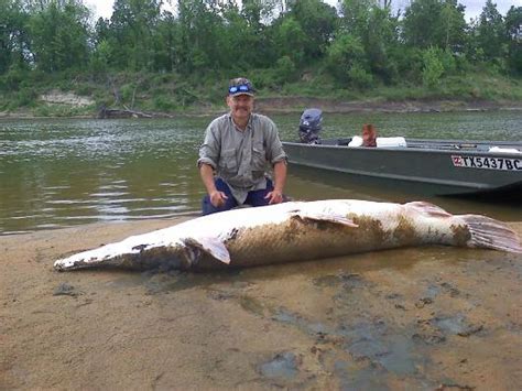 Dallas Trinity Trails: "Garzilla" record sized Alligator Gar caught on ...