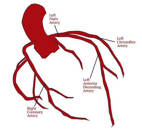 Coronary Arteries, Branches of the coronary circulation - Doctablet®