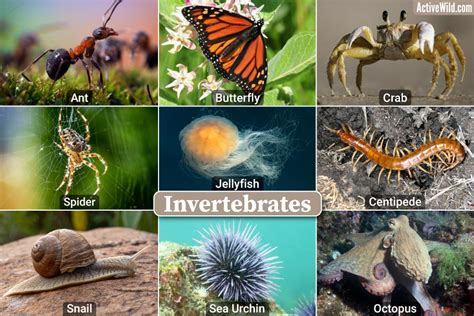 Invertebrates Examples With Footage & Fascinating Details - Secret Pet Life