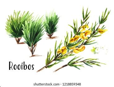 Planta de Rooibos, Aspalathus linearis. Ilustración: ilustración de ...