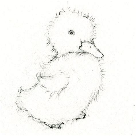 Duckling Pictures To Draw