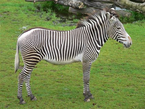 File:Zebra zoo-leipzig.jpg - Wikipedia