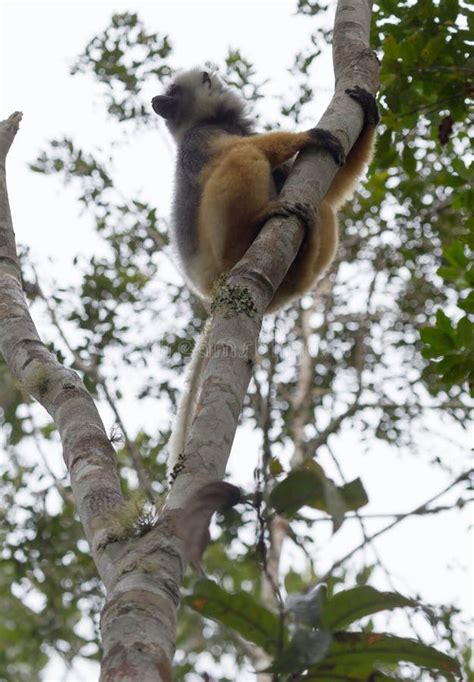 Dancing Sifaka (Lemur) stock photo. Image of madagascar - 22404064