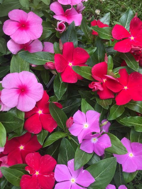 Flowering Vinca | Flower planters, Flowers, Vinca