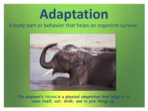 Animal Adaptations Powerpoint Animals Adaptations Activity Tpt ...