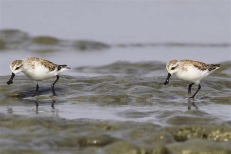 Sandpipers on an arduous migration now have a rest stop all their own