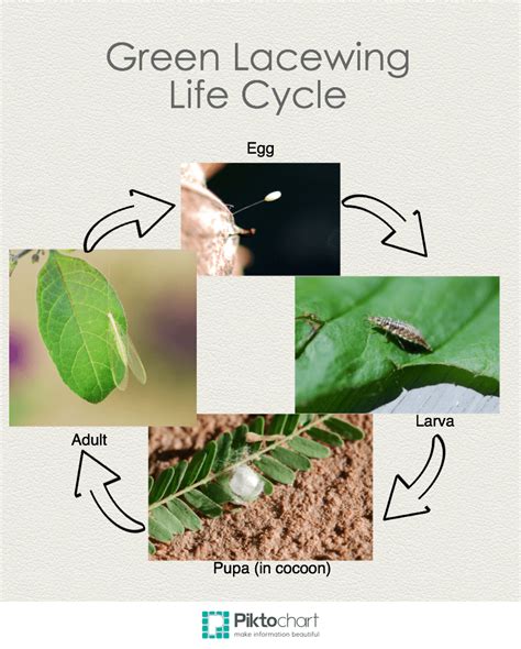 Bug of the Week: Green Lacewing Life Cycle – Growing With Science Blog