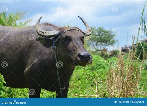 Carabao Or Water Buffalo Stock Photography | CartoonDealer.com #98808758