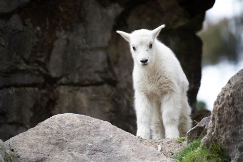 Baby Mountain Goats