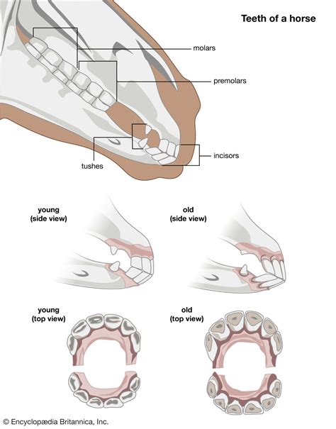 Horse Teeth Anatomy Numbered Teeth