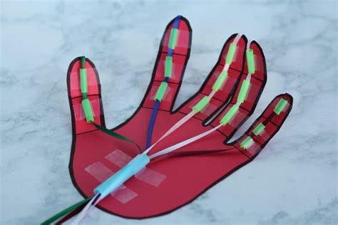 Awesome muscular system hand craft for kids – Artofit