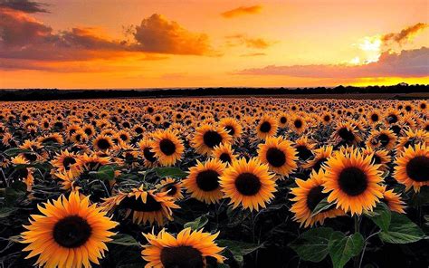 Sunflower Sunset Laptop Wallpaper