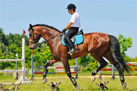 “Click” with your Horse: The Basics on Clicker Training