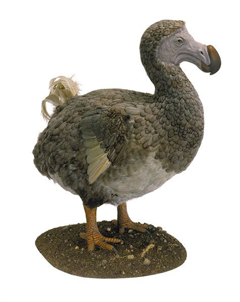 Study Reveals Dodo Birds Not Stupid as Previously Thought - SBU News