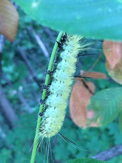 caterpillar id - Acronicta americana - BugGuide.Net