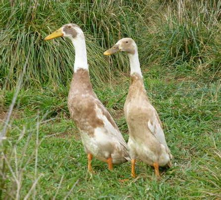 Buy Fawn & White Runner Ducks Online, Fawn & White Runner Ducks for ...