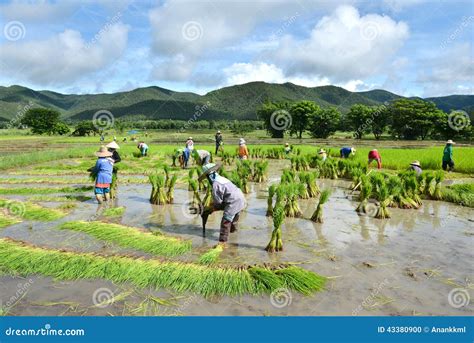 Farmer Work in a Rice Plantation Stock Photo - Image of rice, crop ...