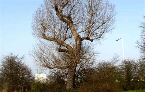 Trees Planet: Populus nigra - Black Poplar