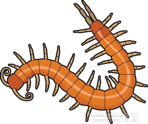 Realistic Centipede With Shadow Isolated Royalty Free SVG - Clip Art ...