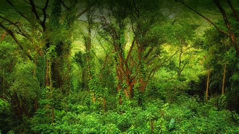 Free photo: Tropical Forest - Forest, Green, Lush - Free Download - Jooinn