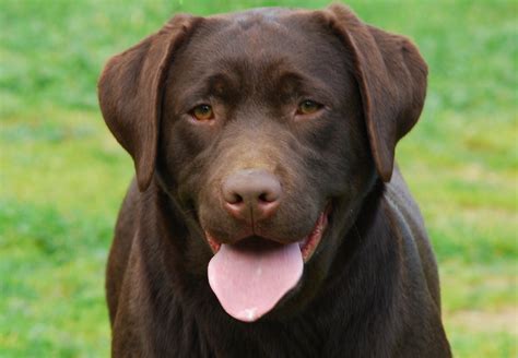 10 Best Labrador Dog Names